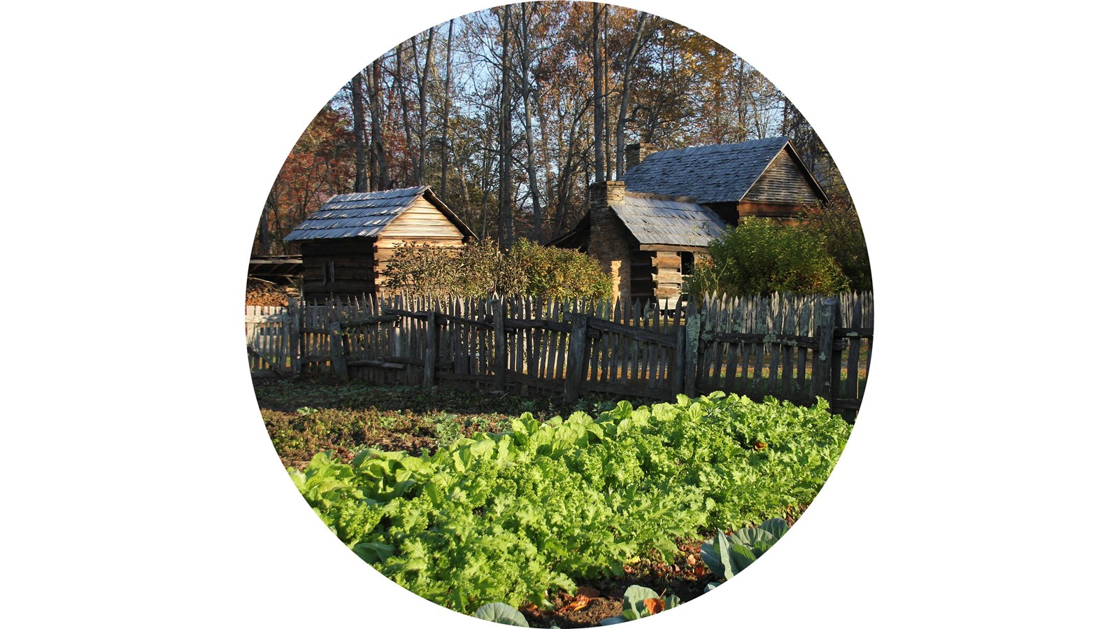 An old appalachian farm with a wooden fence and wooden buildings, Crops grow in the fenced area.