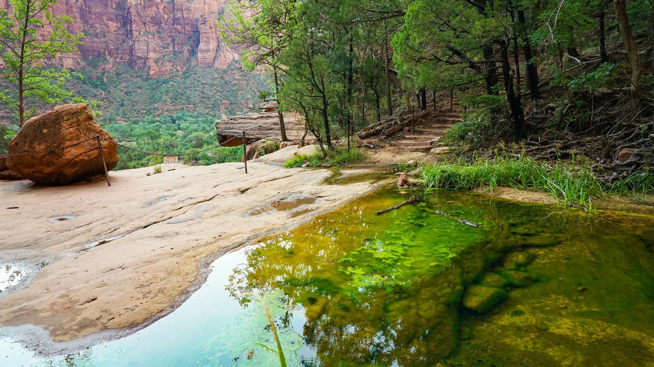 A pool of green water on a sandstone cliff surrounded by green foliage with a mountain in the back.