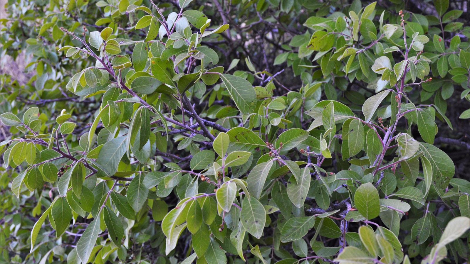 A shrub with smooth oval leaves and a waxy finish about 1.5 inches long.