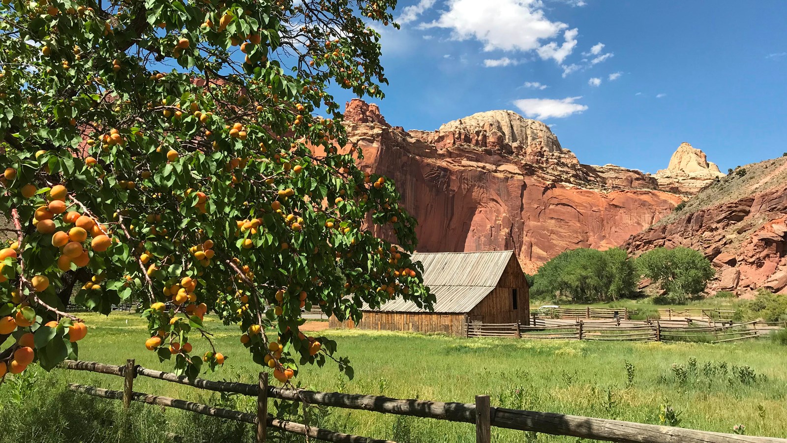 apricots on a tree. An old barn and red cliffs in the background