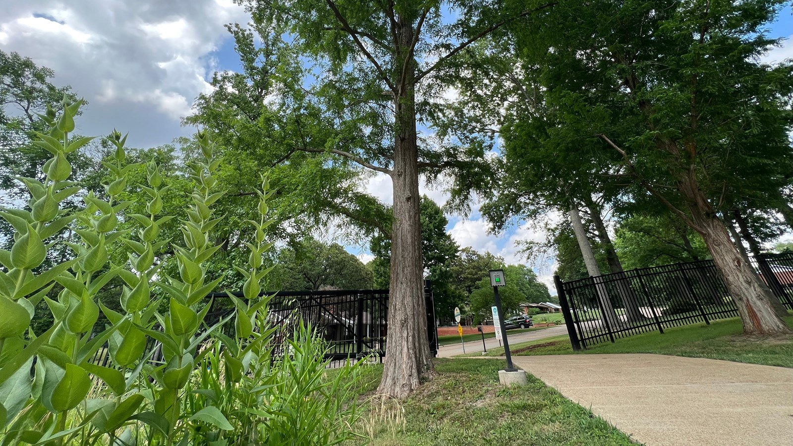 tree roughly fifty feet high surrounded by prairie grass, walking trail, and black fence. 
