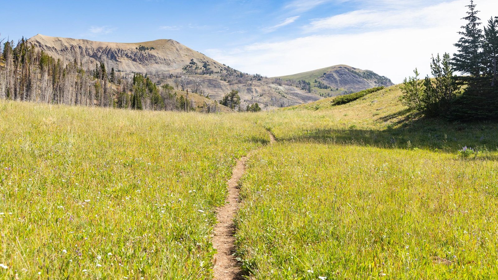 A trail crosses a meadow with mountains in the background.