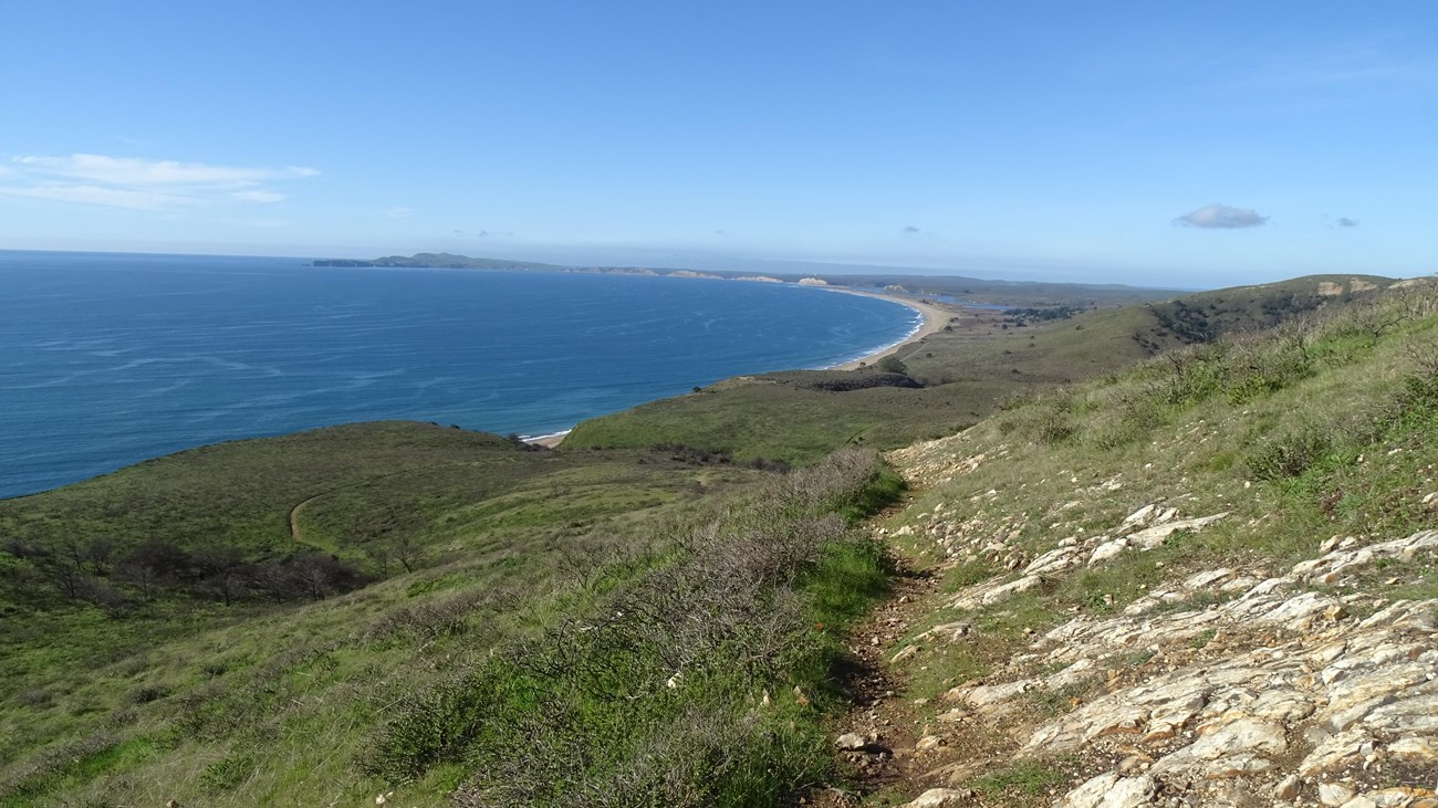 Green vegetation grows along a trail that descends a recently burnt oceanside hillside.