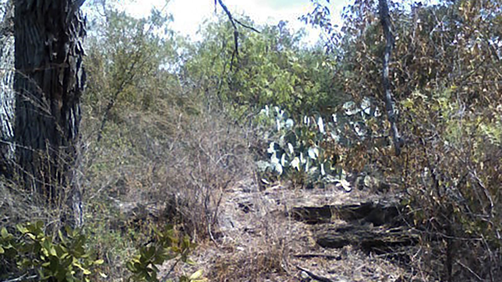 A desert forest floor with prickly pear cactus and shrubs.