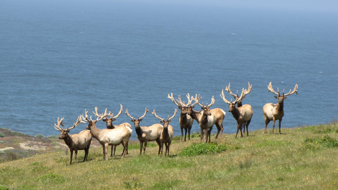 A group of bull tule elk standing on a green hillside, with the vast blue ocean behind them.