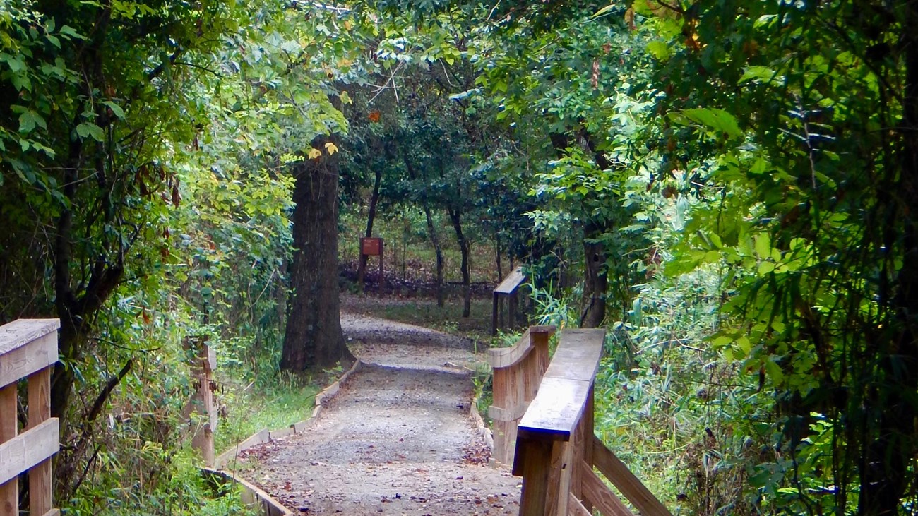 A wooden bridge and gravel path through an arch of green vegetation.