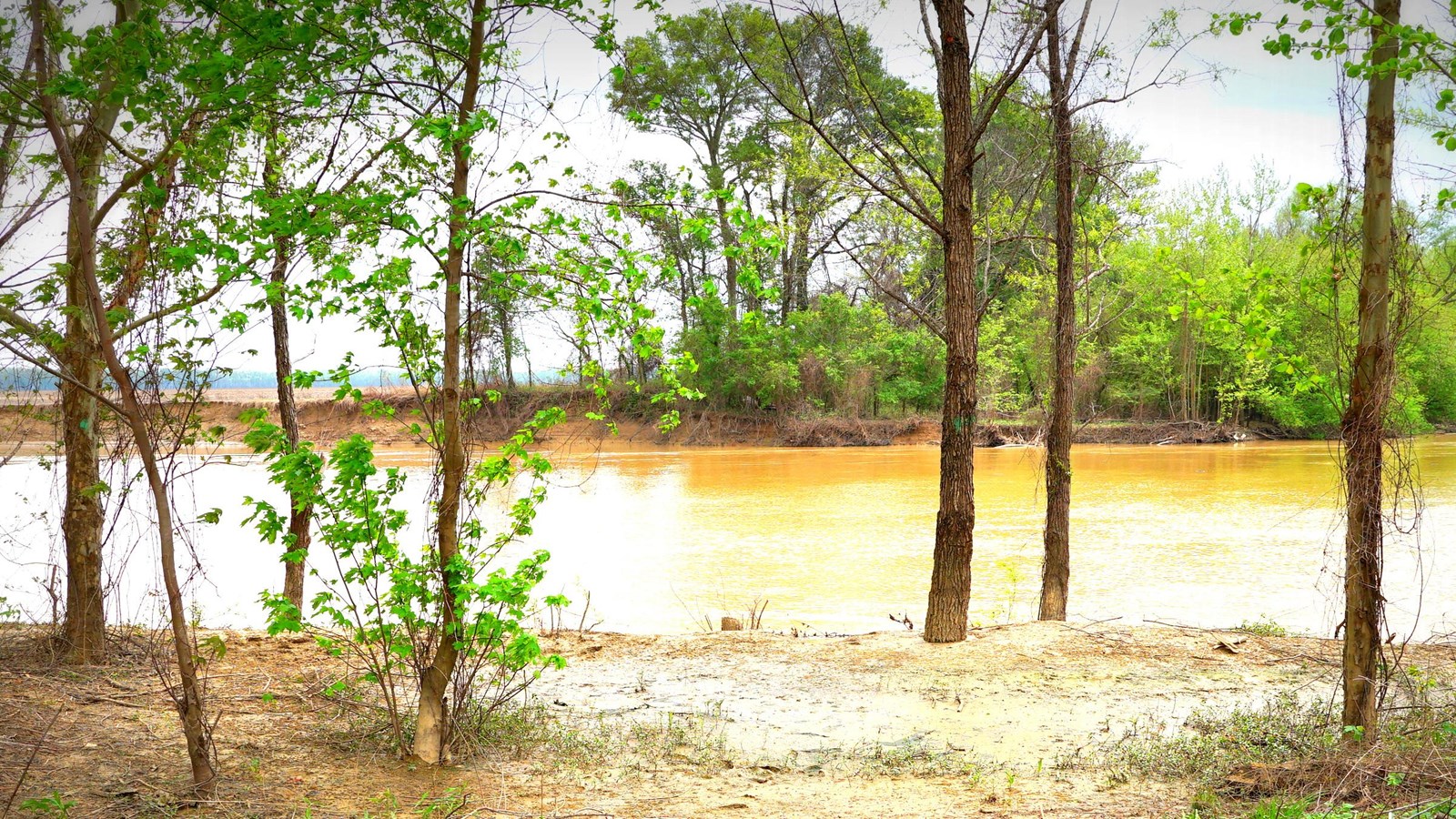 View of a muddy river and opposite forested bank through trees. 