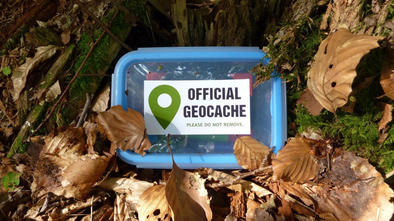 Small box on a forest floor surrounded by crunchy brown leaves