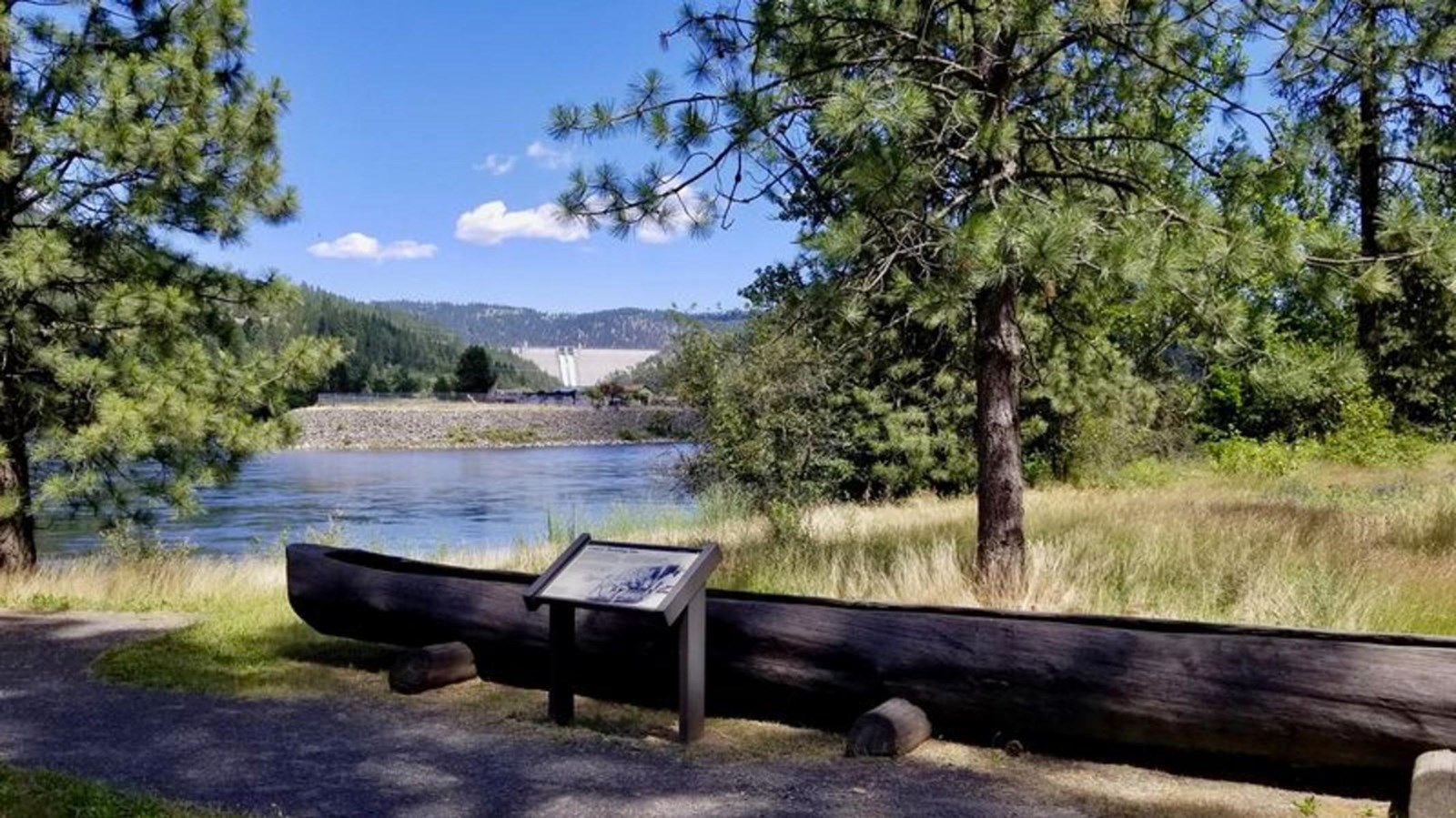 Surrounded by pine trees and tall grasses, a dark brown dugout log canoe sits on the ground