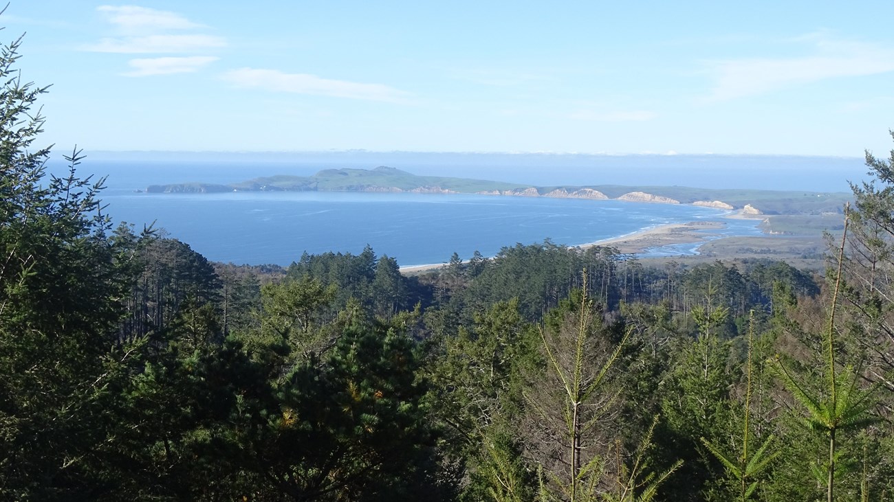 Conifers in the foreground frame a ten-mile-long hook-shaped peninsula stretching into the ocean,