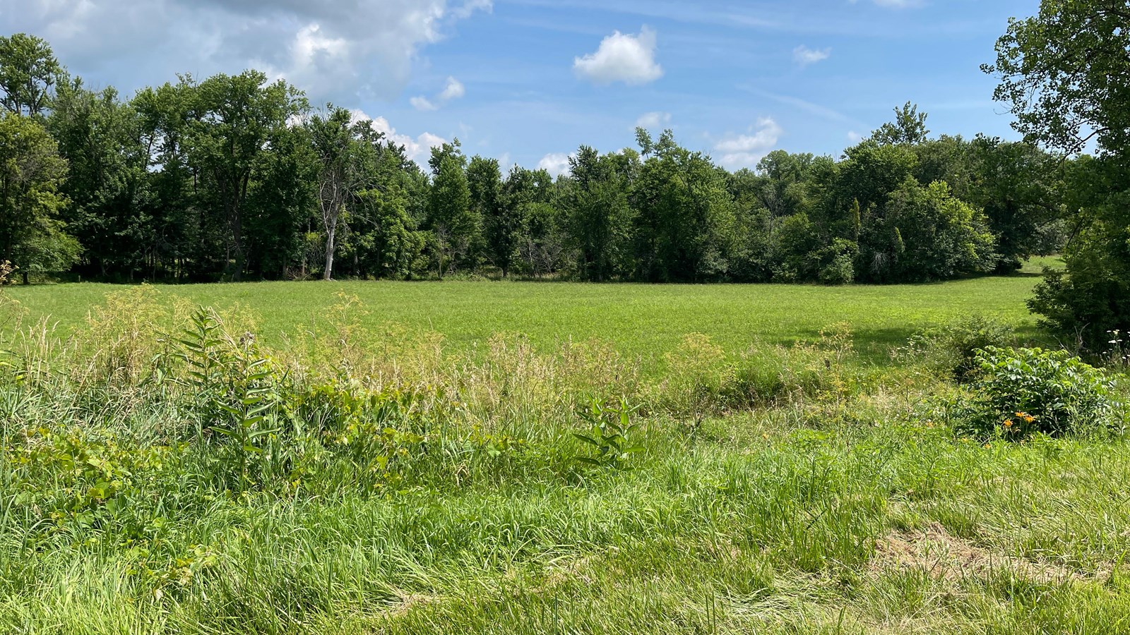 Prairie grass and plants with flat green hayfield and leafy trees. Blue sky with some clouds.