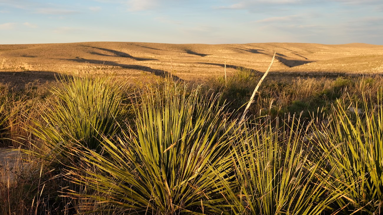 A photo of a sotol desert plant in the foreground and Walnut Canyon.