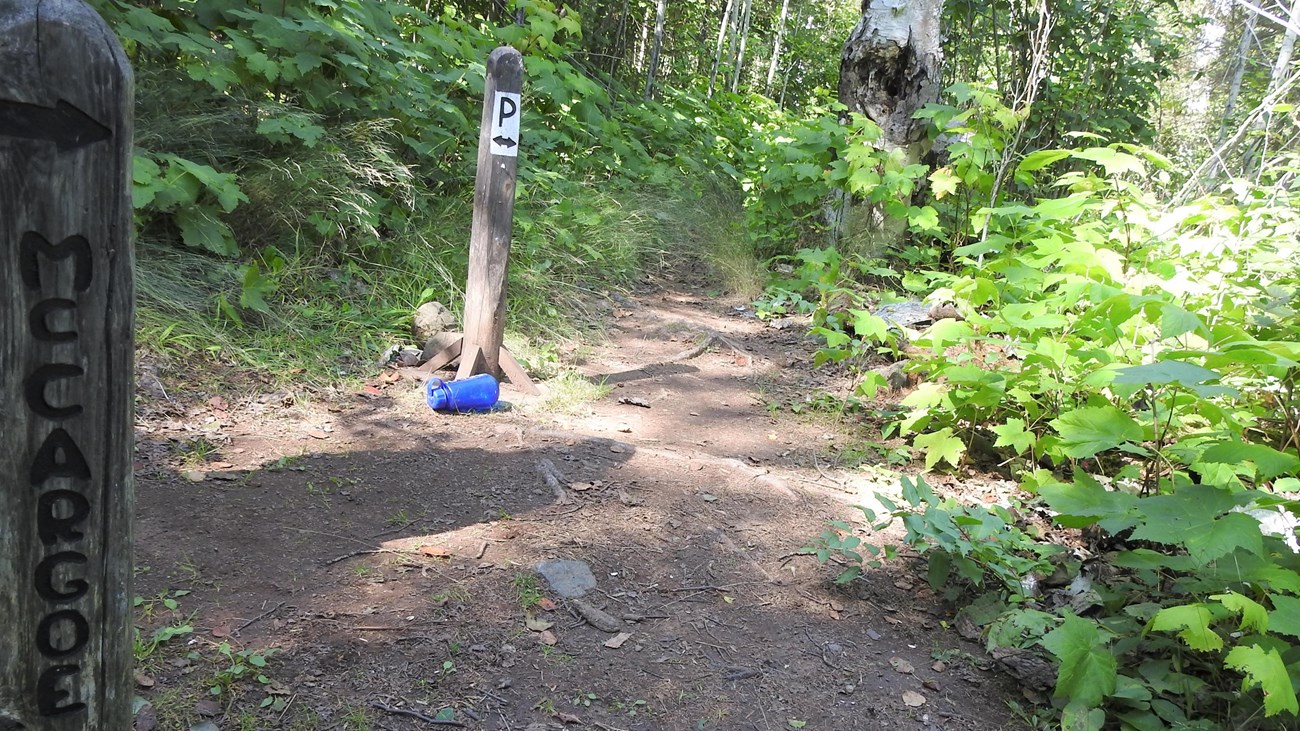 A McCargoe Cove 1.2 miles trail sign and a P for Portage trail sign in the trail surrounded by trees