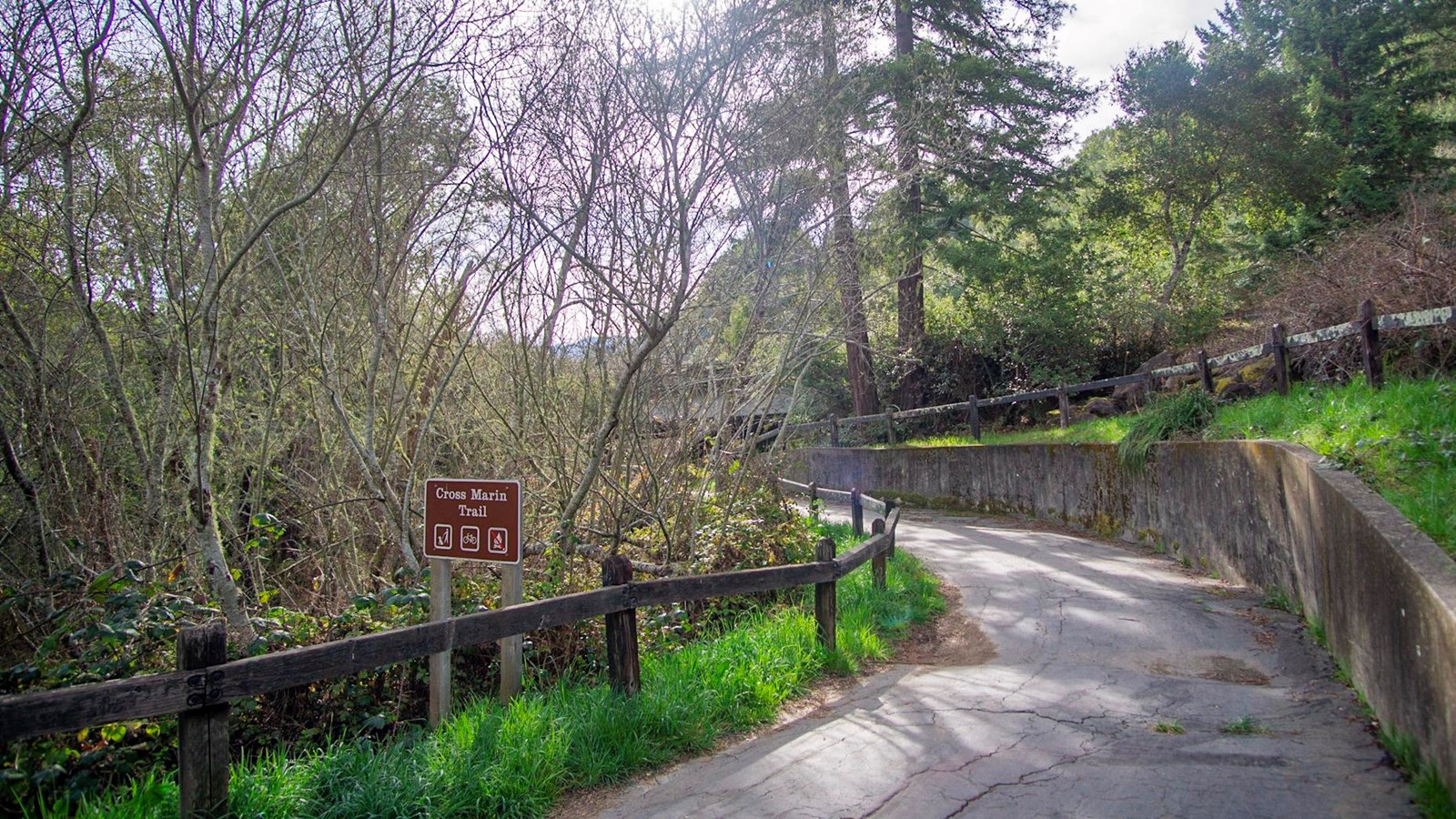 A paved trail leads underneath an overpass. Tall trees border both sides of the trail.