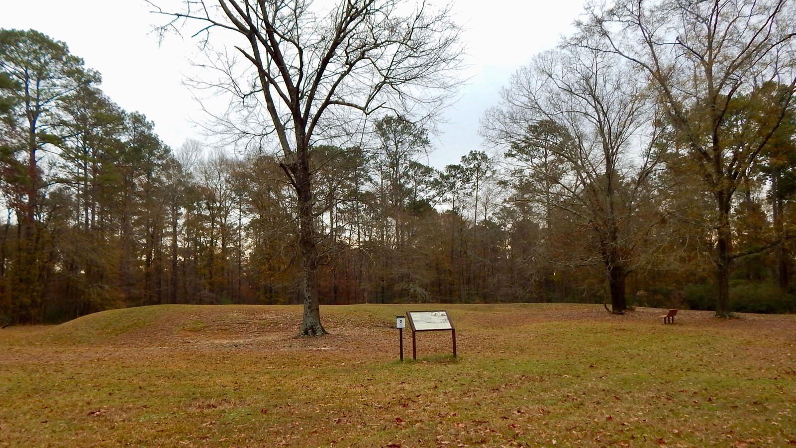 A small grassy mound in an open field at the edge of a patch of trees.