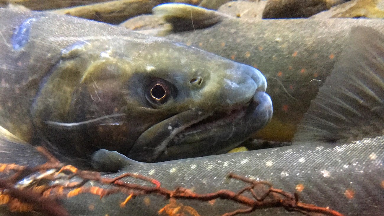 An underwater photo of three grey-green speckled fish in a rocky river.