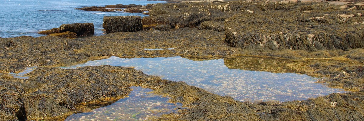 Tide pools at Sundew Trail\'s Cobble Beach.