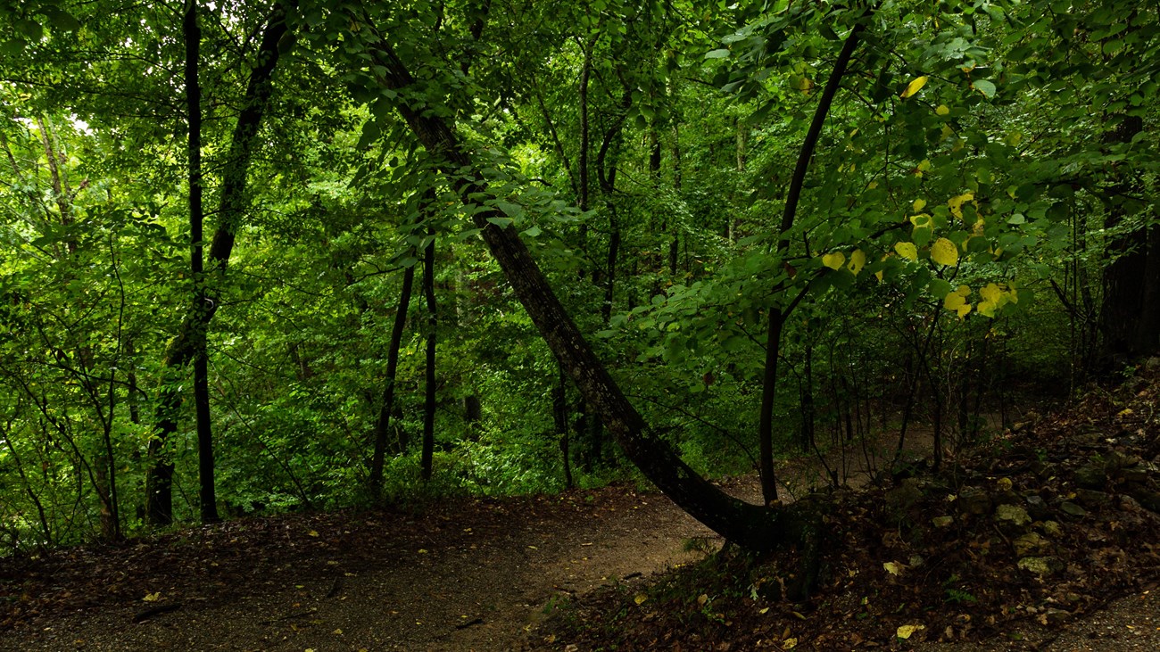 A shaded, highly vegetated piece of the forest with knobby, thin trees.