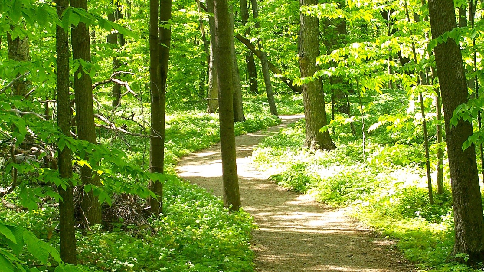 A wide dirt trail winds through a dense, green-leafy forest