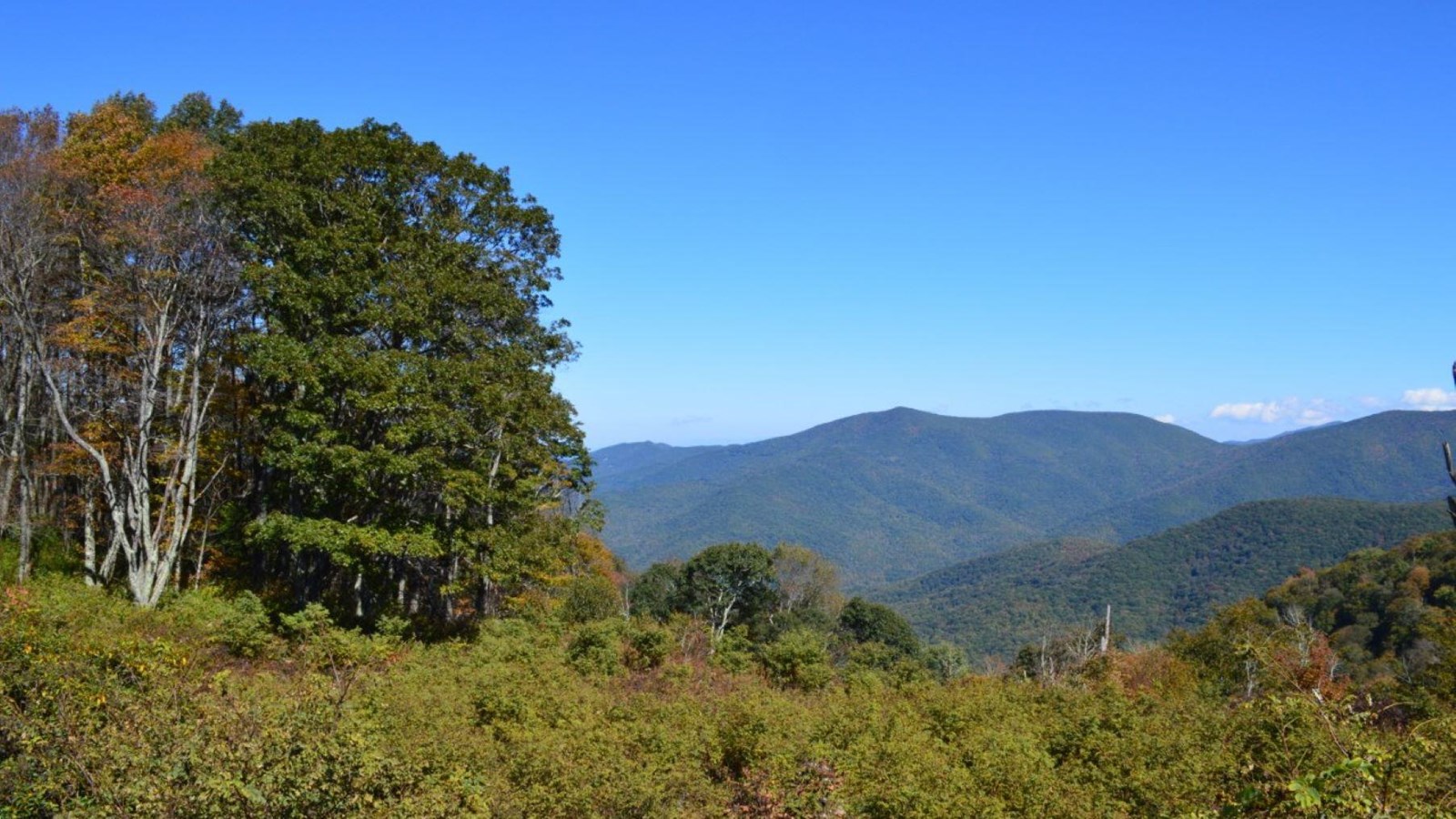 A mix of shrubs and trees frames the view of layered mountains