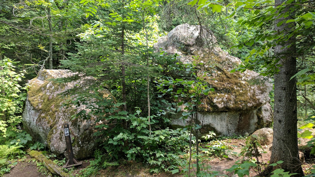 A trail and a portage trail wrap around a boulder in a forest. 