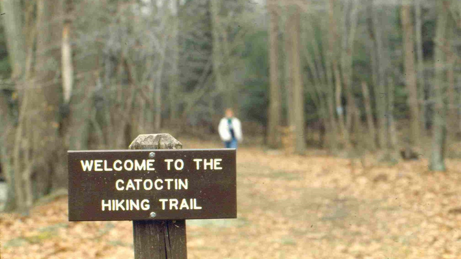 Wooden trailhead sign next to a dirt path through a green forest.