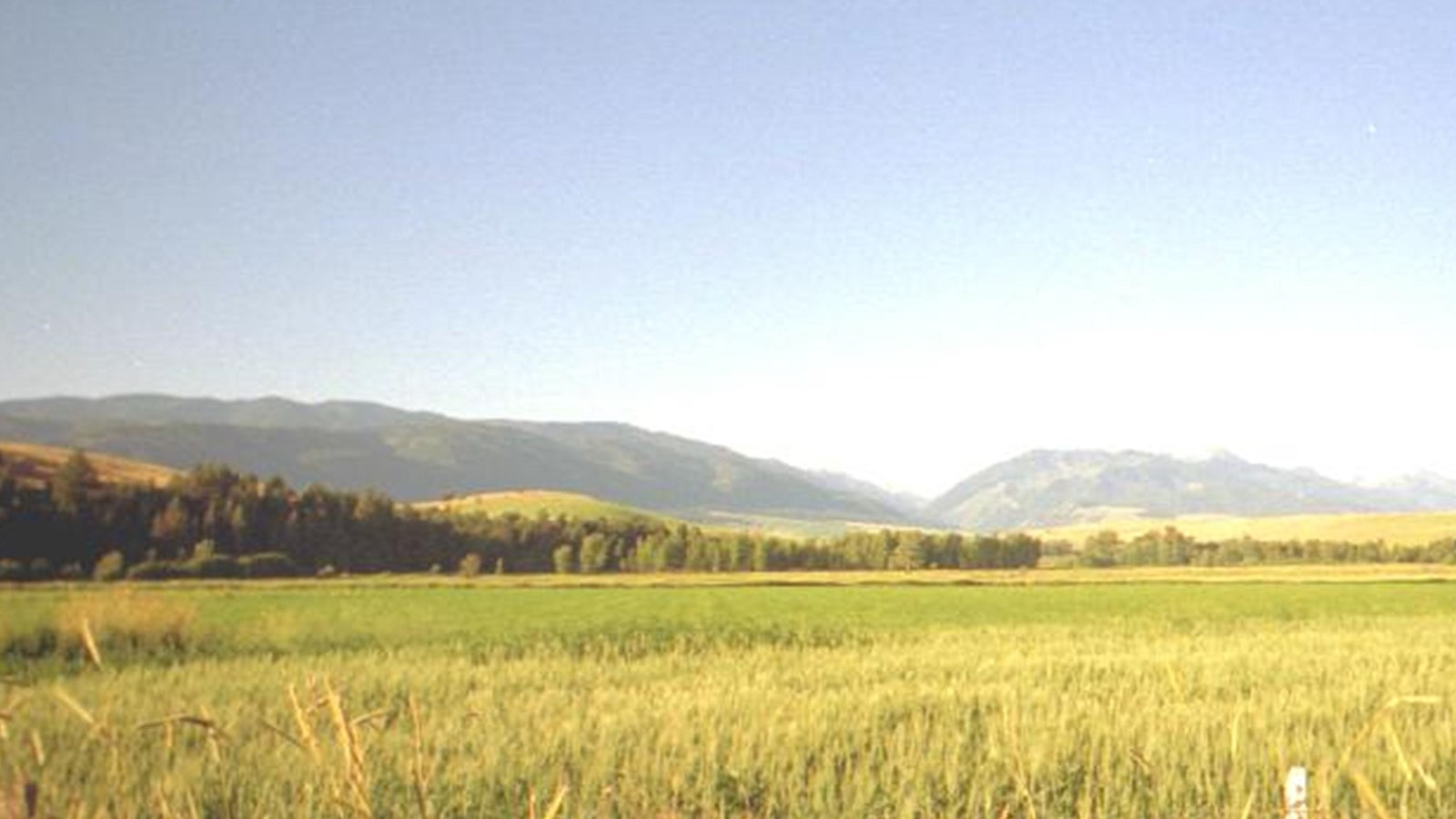 An open tall grass meadow with rounded mountains in the distance