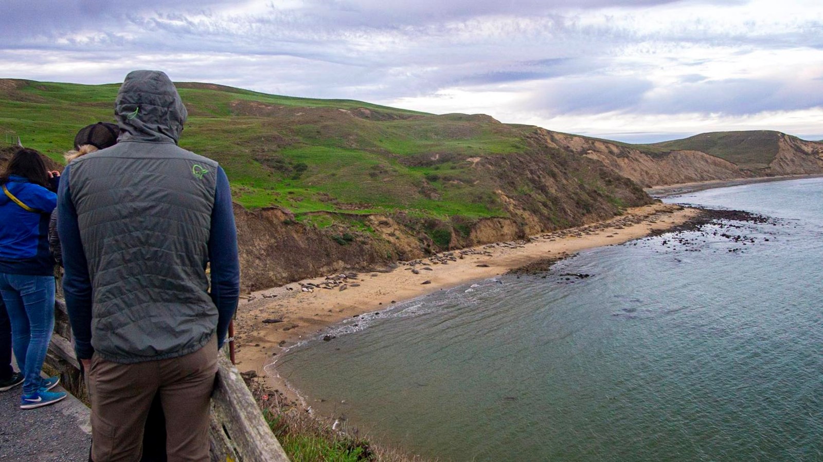 A group of visitors observe a colony of elephant seals on the beach below.