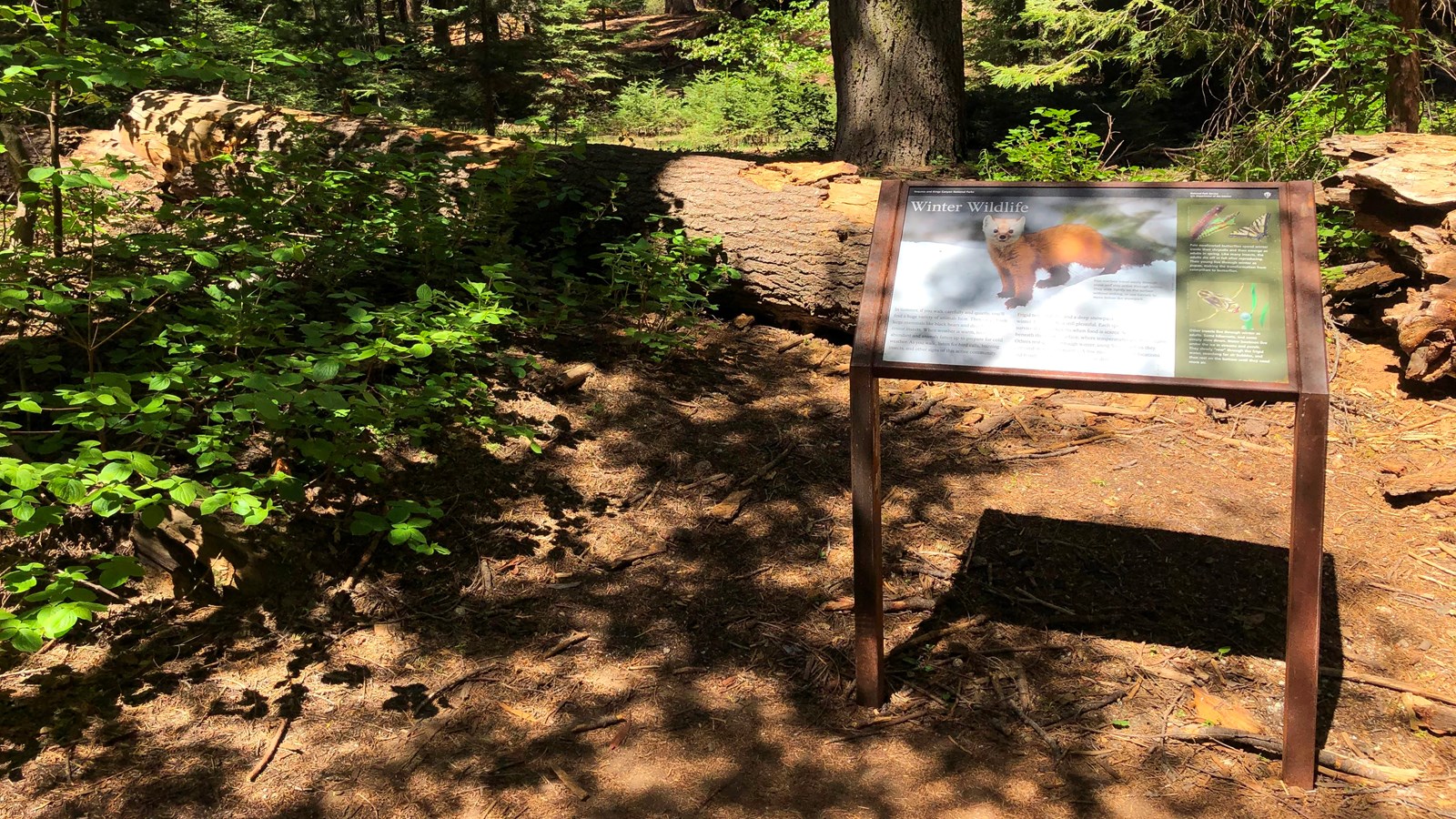 An outdoor exhibit sign features an image of a pine marten in the snow.