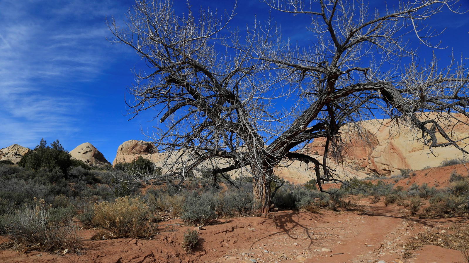 A singular large leafy tree with rough bark shading over a dried up streambed.