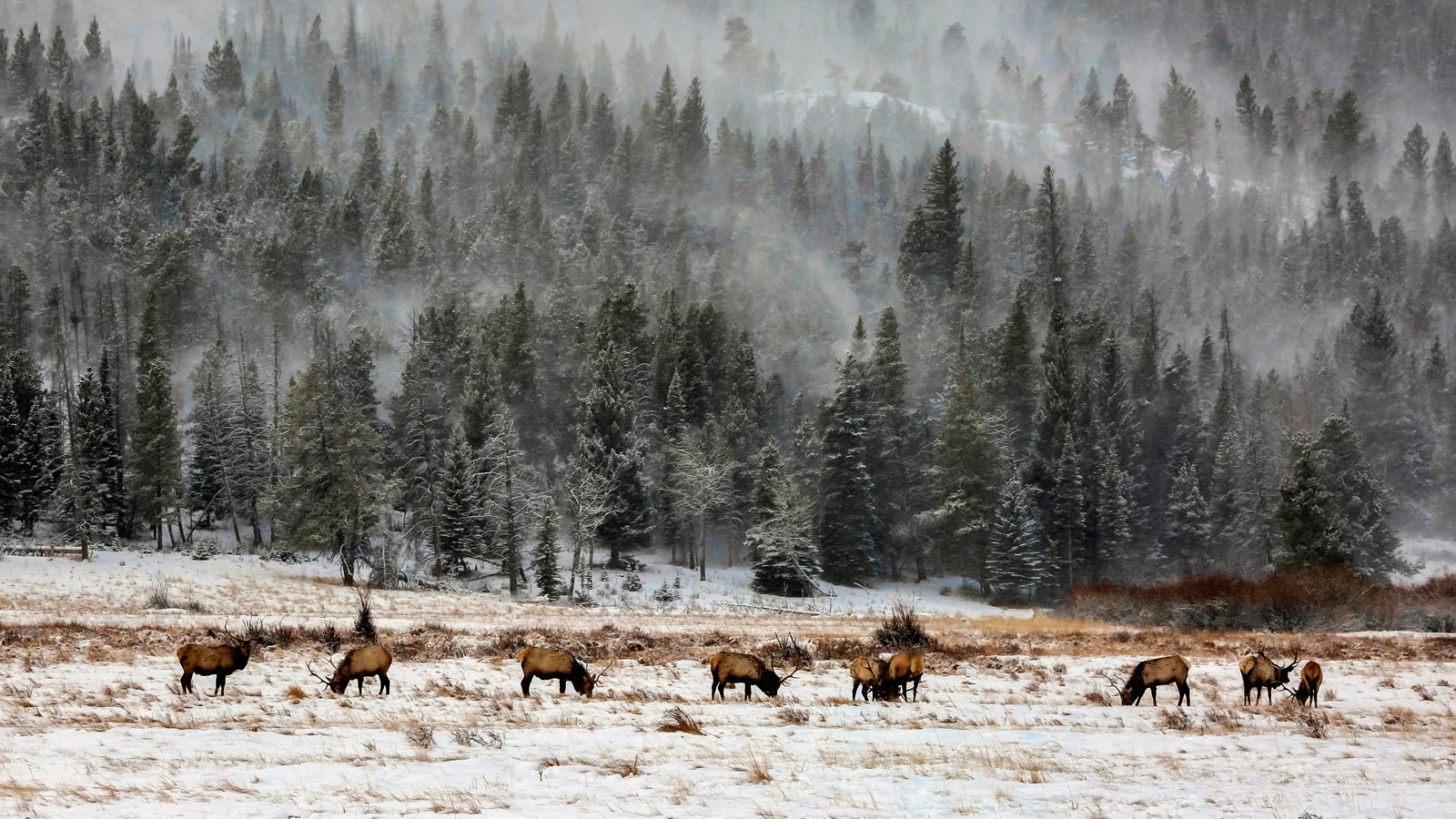 A heard of bull elk are grazing in a montane meadow in winter