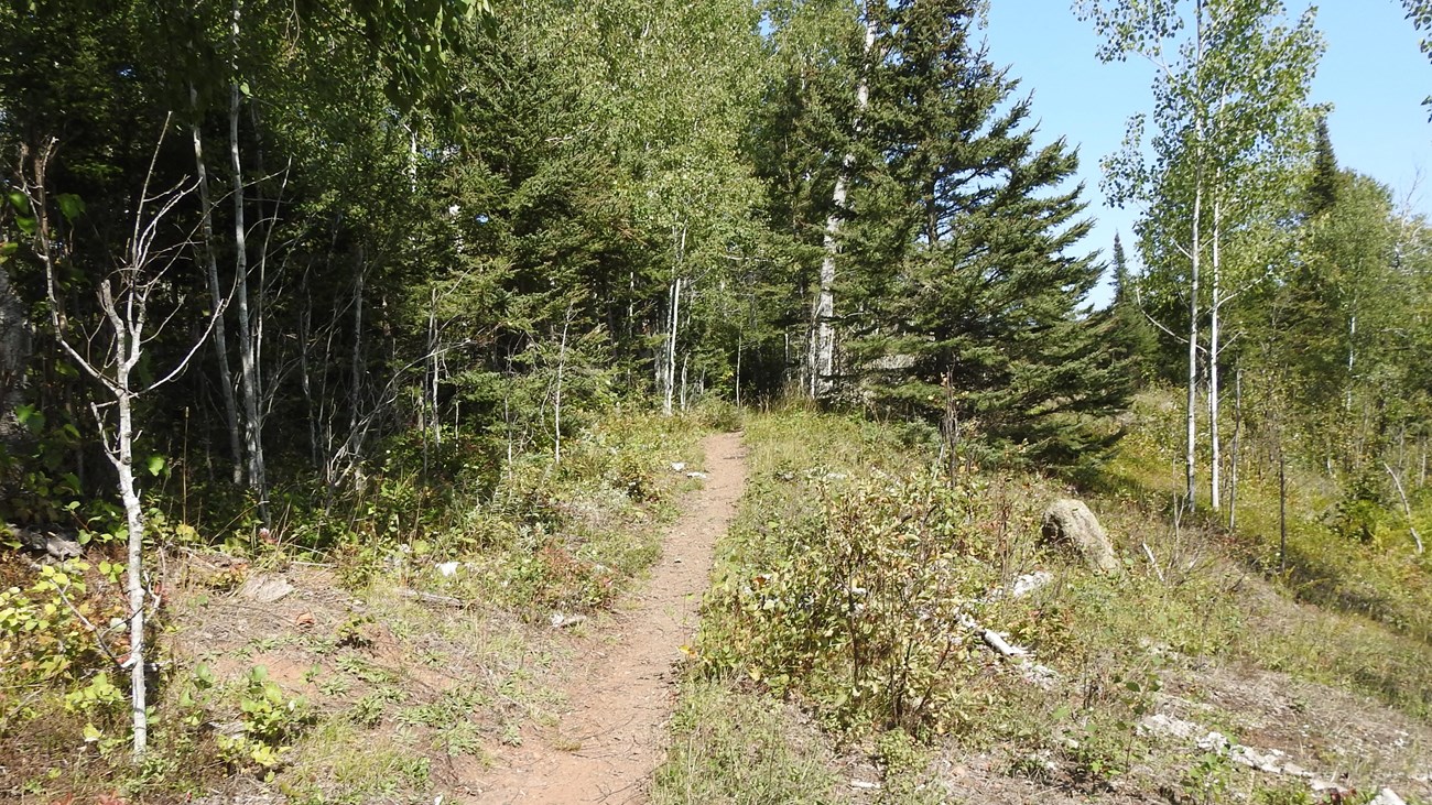 A trail with a forest on one side and shrubs on the other. 