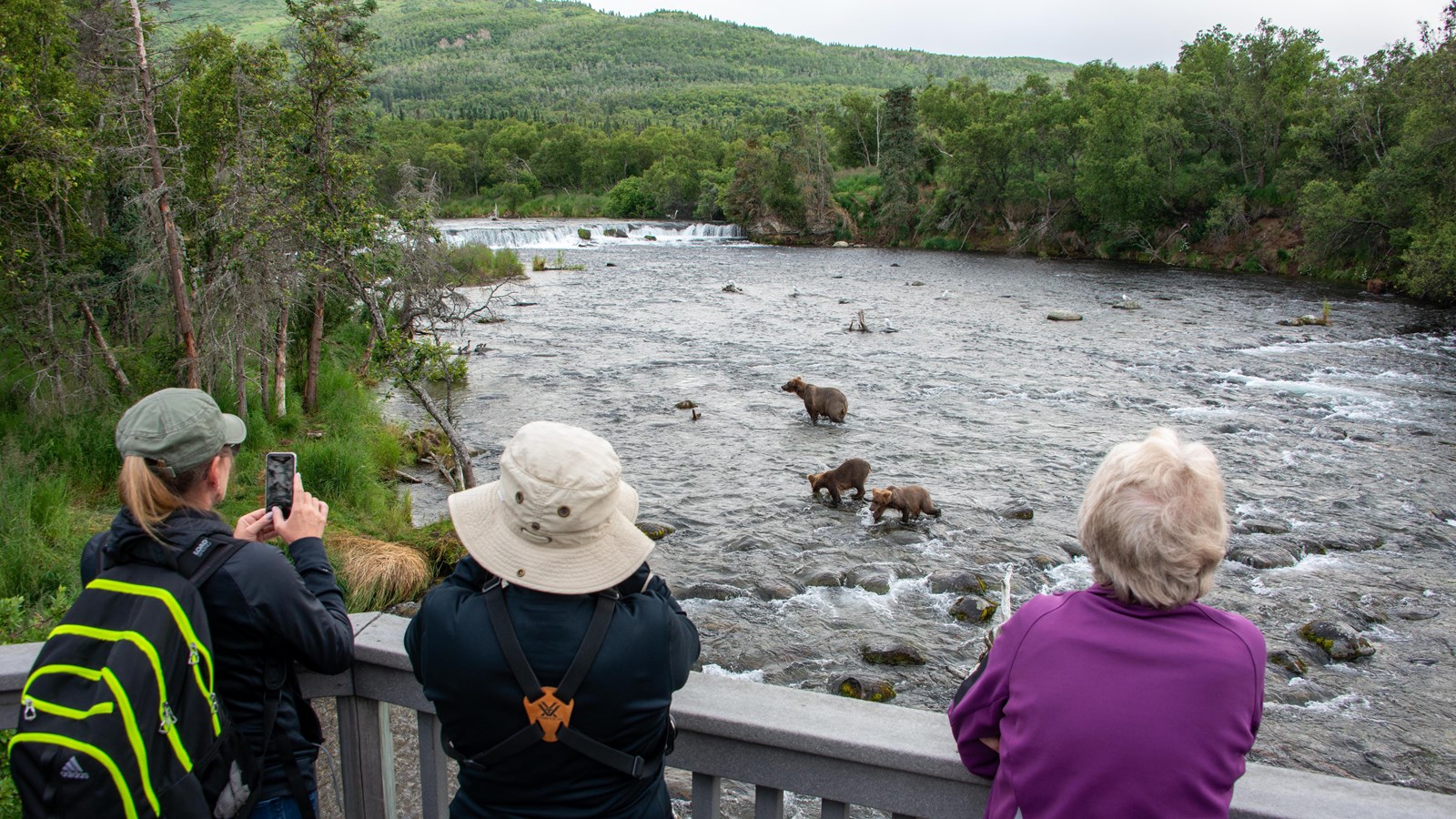 Three people on a platform look at three bears in the river