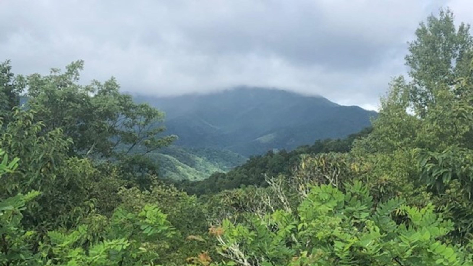 Tall mountain with top covered in clouds surrounded by green trees