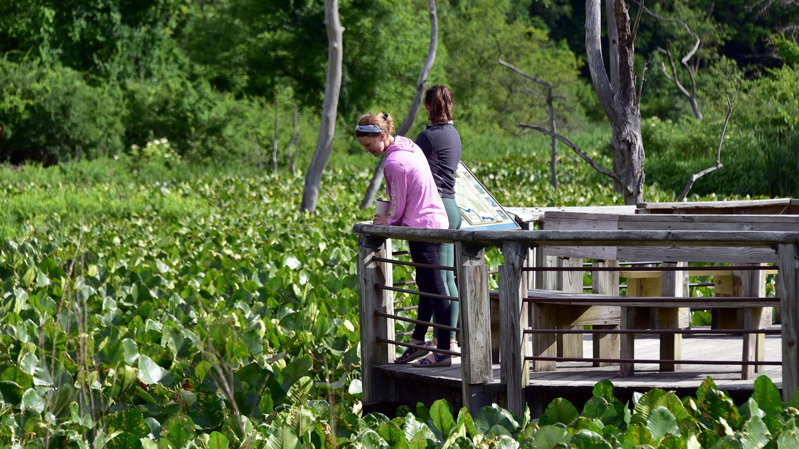 Two women look over a wooden railing at dense green lily pads dotted with dead trees.