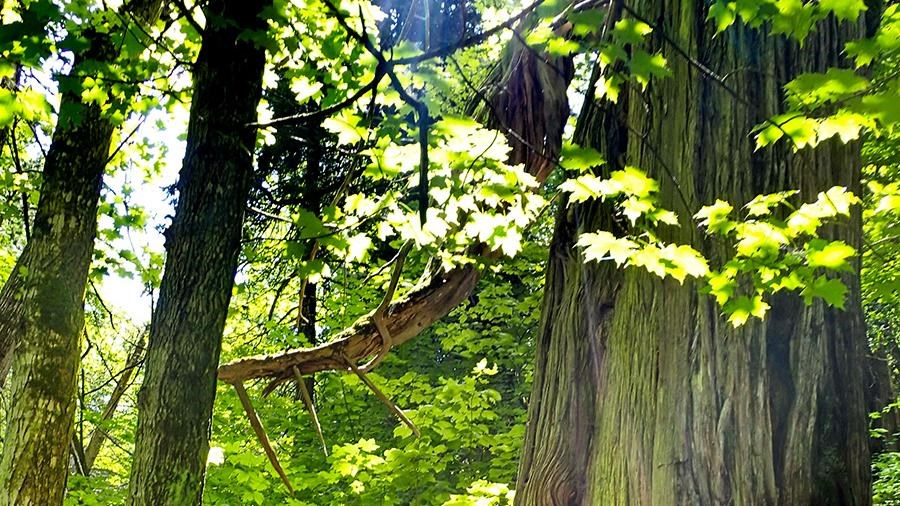 Sunlight lights the leaves of a large cedar tree along path