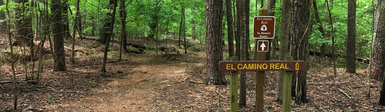 A trail leads through a heavily wooded forest.