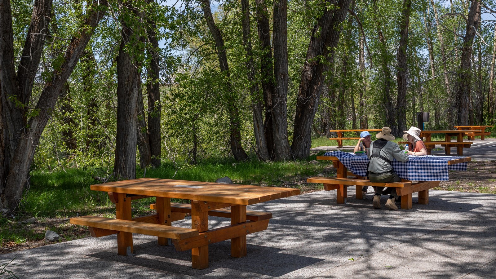Visitors enjoy a picnic with trees in the background.
