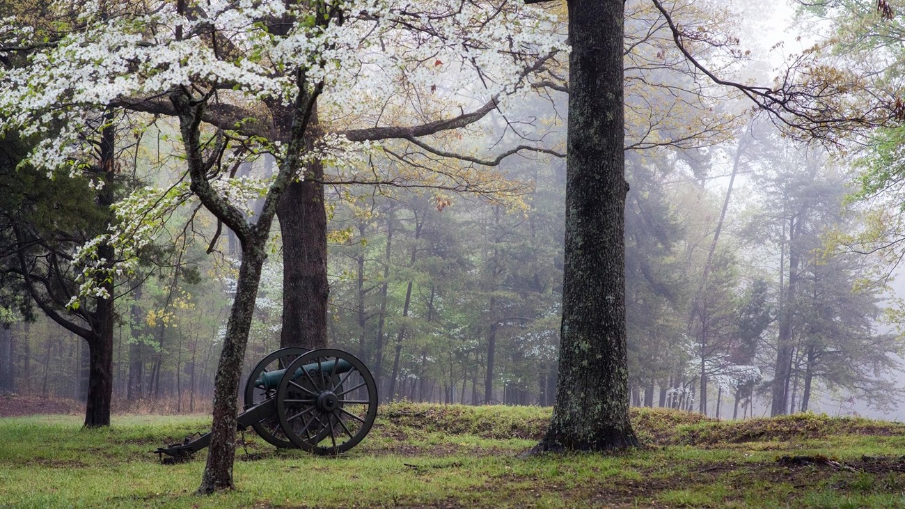 A canon in a field surrounded by blooming dogwood trees.