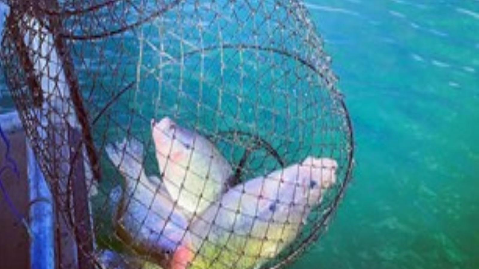 Fish caught off the dock at Sanford Yake