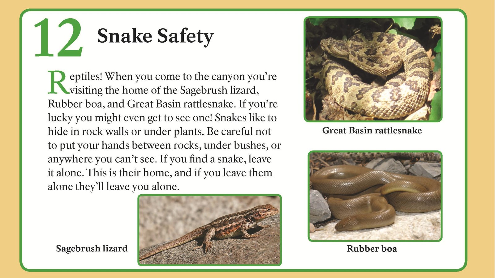 A sagebrush lizard, rubber boa, and great basin rattlesnake