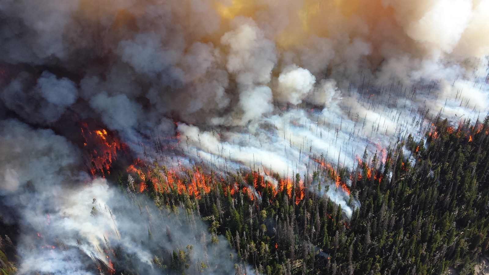 Smoke rises from a wildland fire burning in a forest.