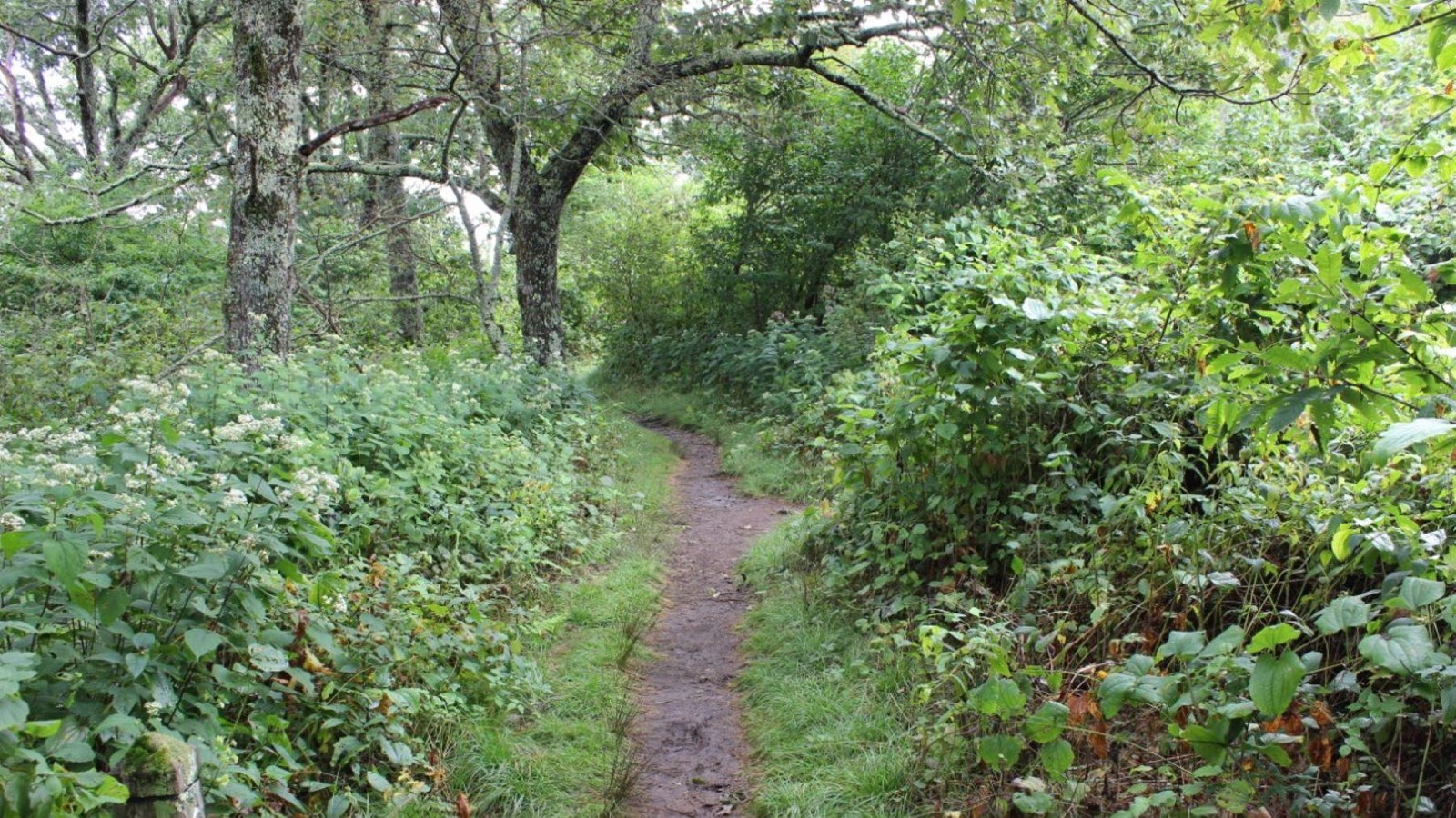 A narrow dirt trail passes through lush green forest of flowers, shrubs, and trees.