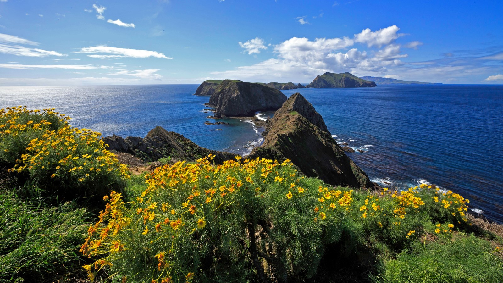 View of 3 islands in blue water with yellow flowers in the foreground. 