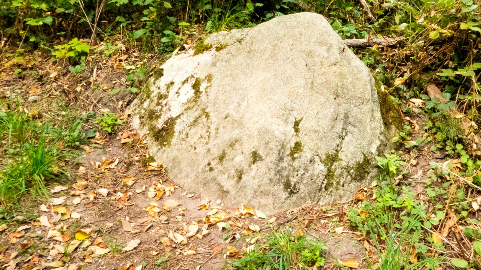 A large boulder with moss peaking out of cracks on its surface sits on the forest floor