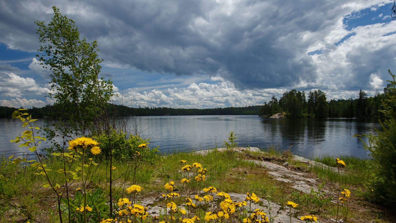 A view of a lake on an overcast day. Yellow flowers are in the foreground on a rocky shoreline.