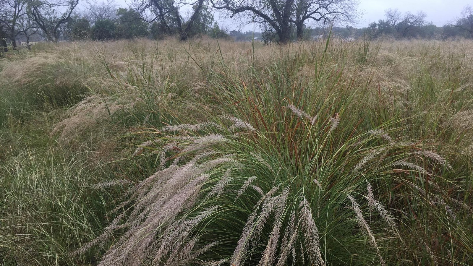 A field of various tall grasses stretch off towards barren trees.