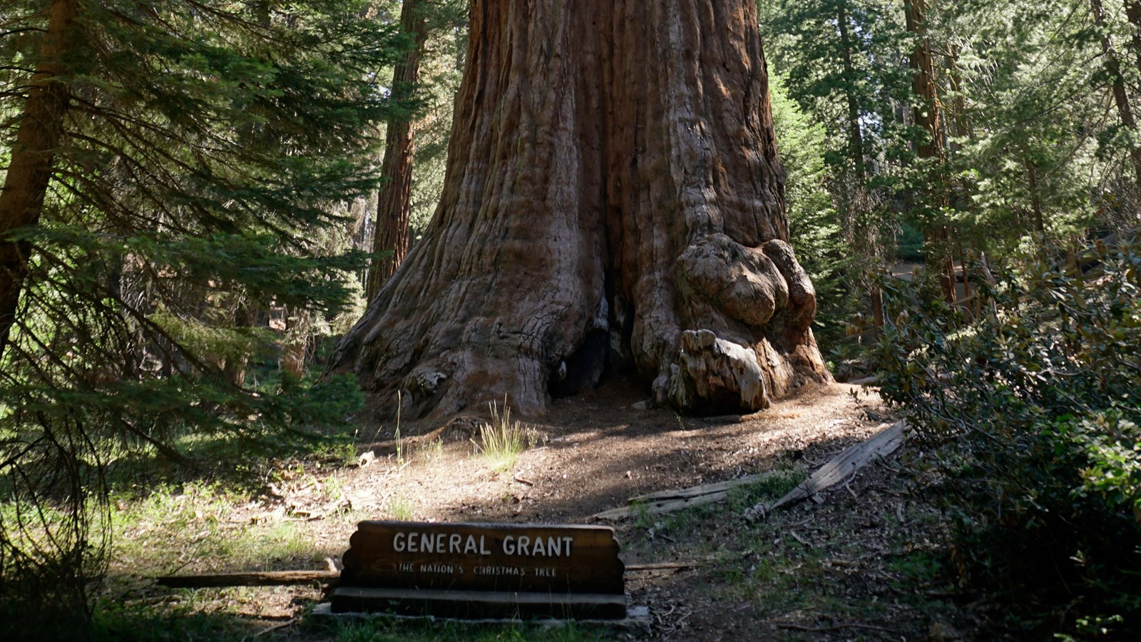 A reddish brown giant sequoia tree stands in front of a wooden sign labeled the General Grant Tree