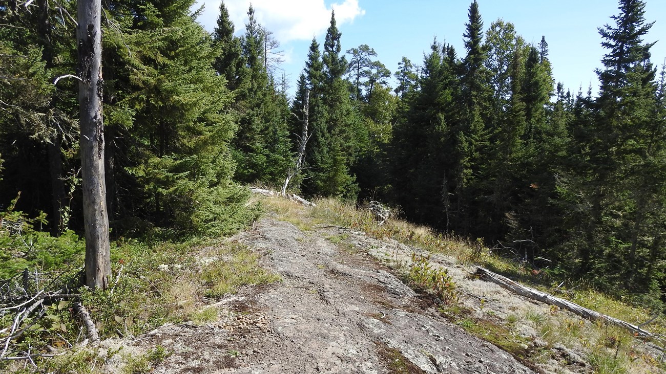 An exposed rocky ridge covered in lichen surrounded by shrubs and forest.