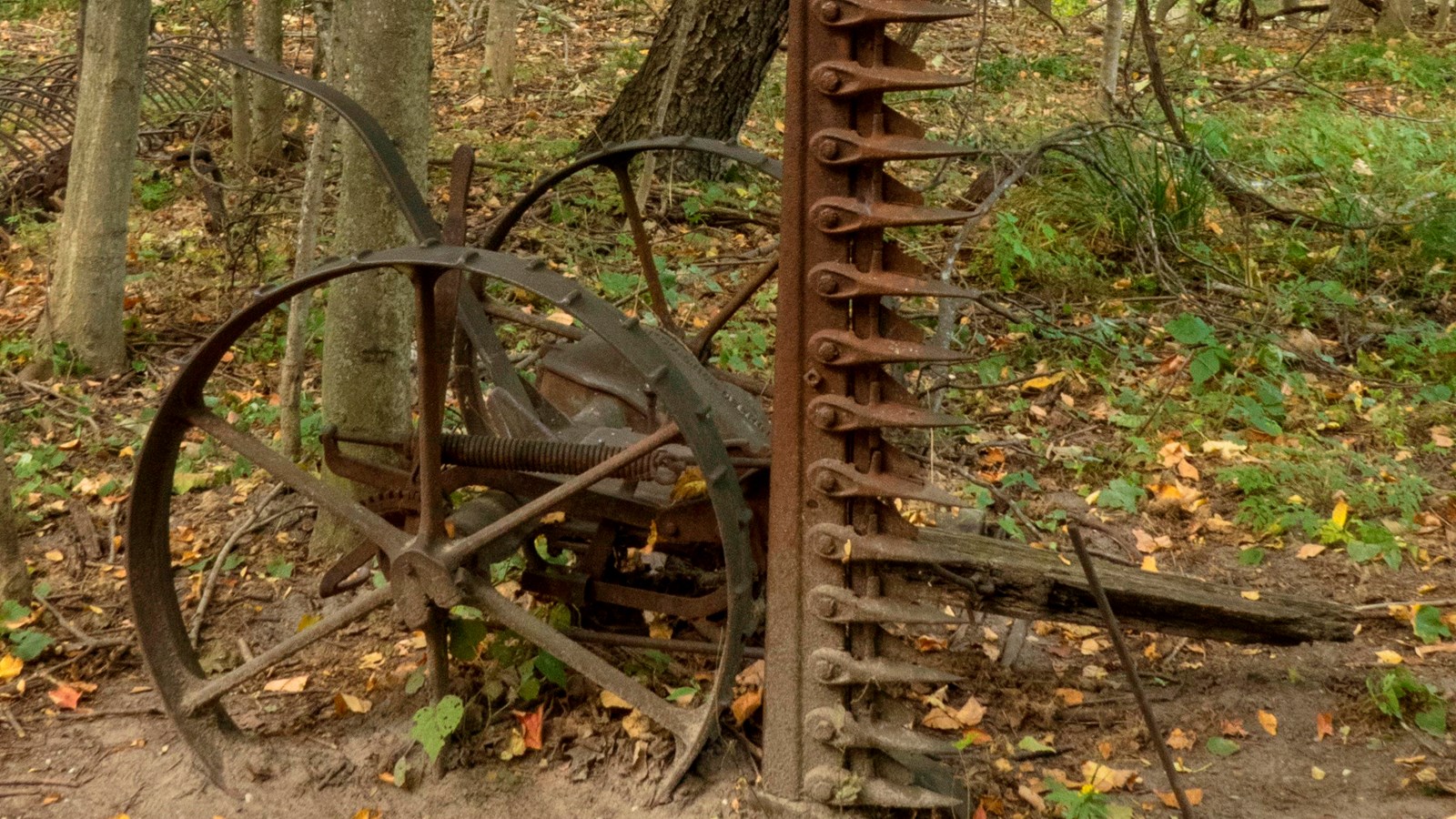 Rusted metal in the woods, a round iron wheel and a tall, toothed rake standing on end